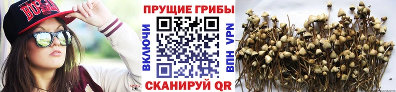 дарнет шоп  Воскресенск  Галлюциногенные грибы MAGIC MUSHROOMS 